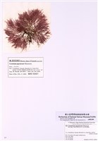藏品(日本仙菜)的圖片